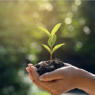 Promoting Sustainability Hands holding a plant.