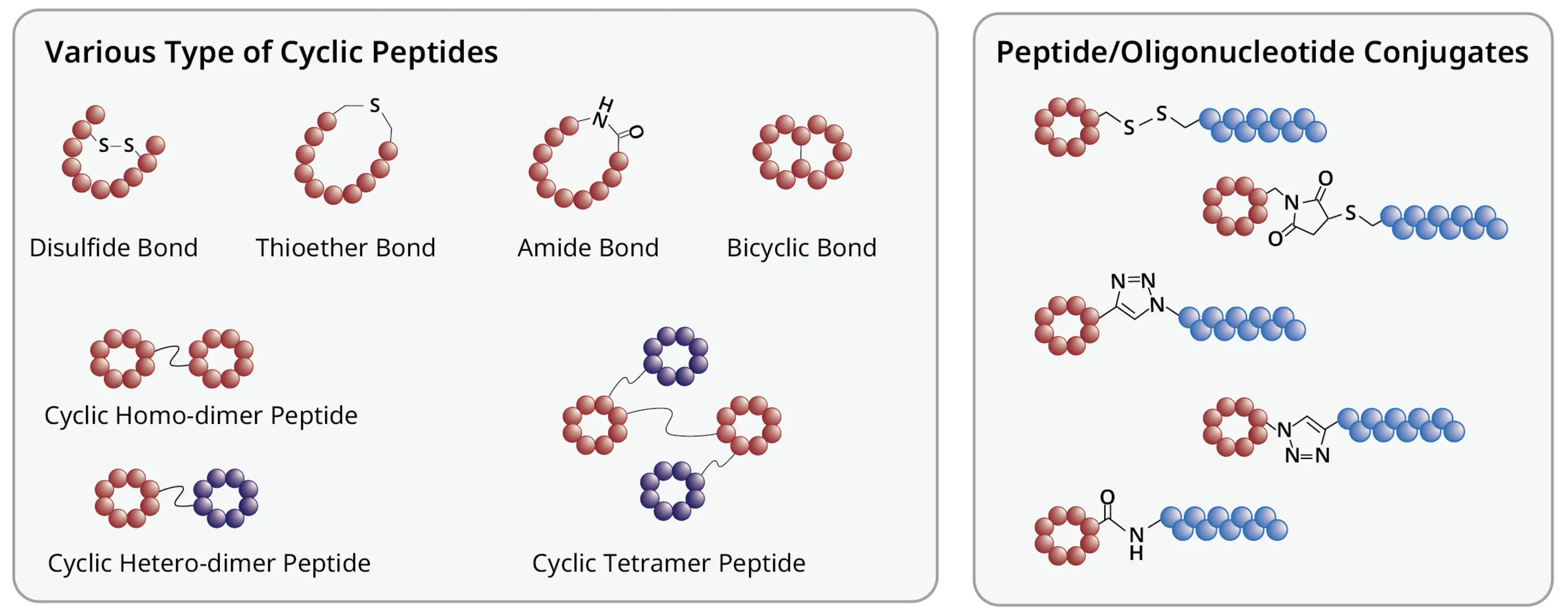 Cyclic peptide types with manufacturing experience at PeptiStar, including disulfide, thioether, amide, bicyclic, homo-dimer, hetero-dimer, tetramer peptides, and peptide drug conjugates.