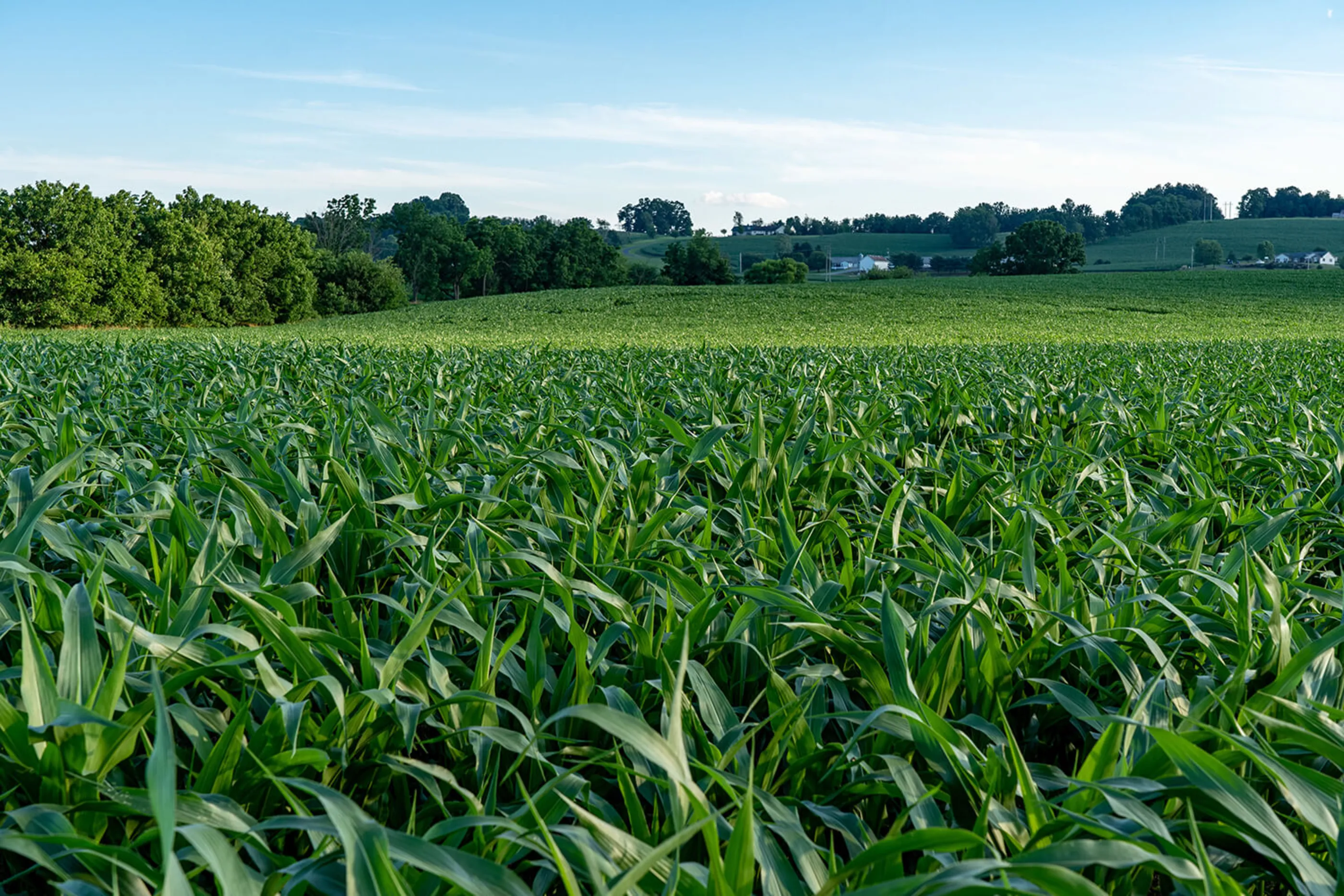close up shot of large green corn field