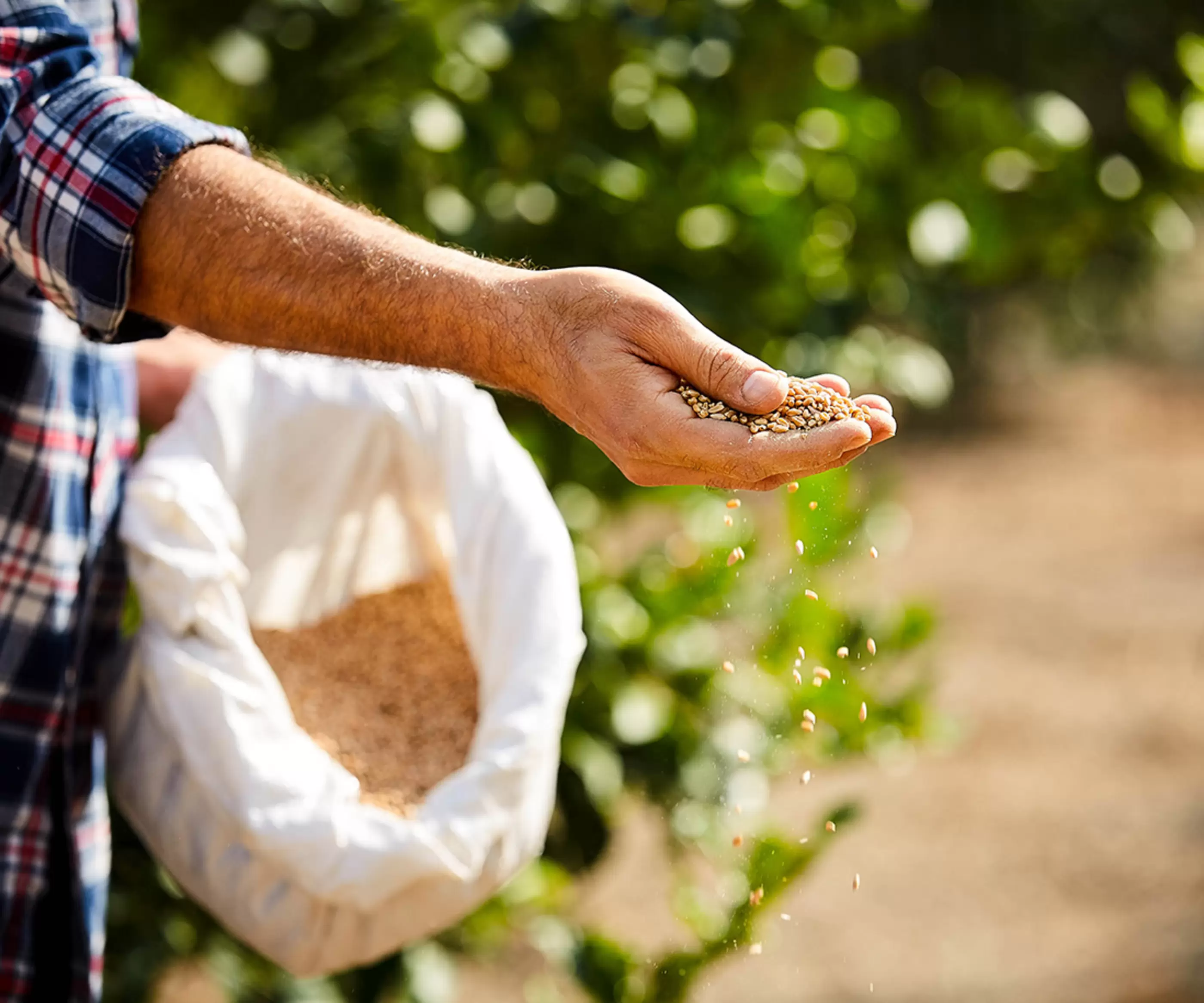 Hand Of Mature Farmer Feeding Wholegrain At Farm.