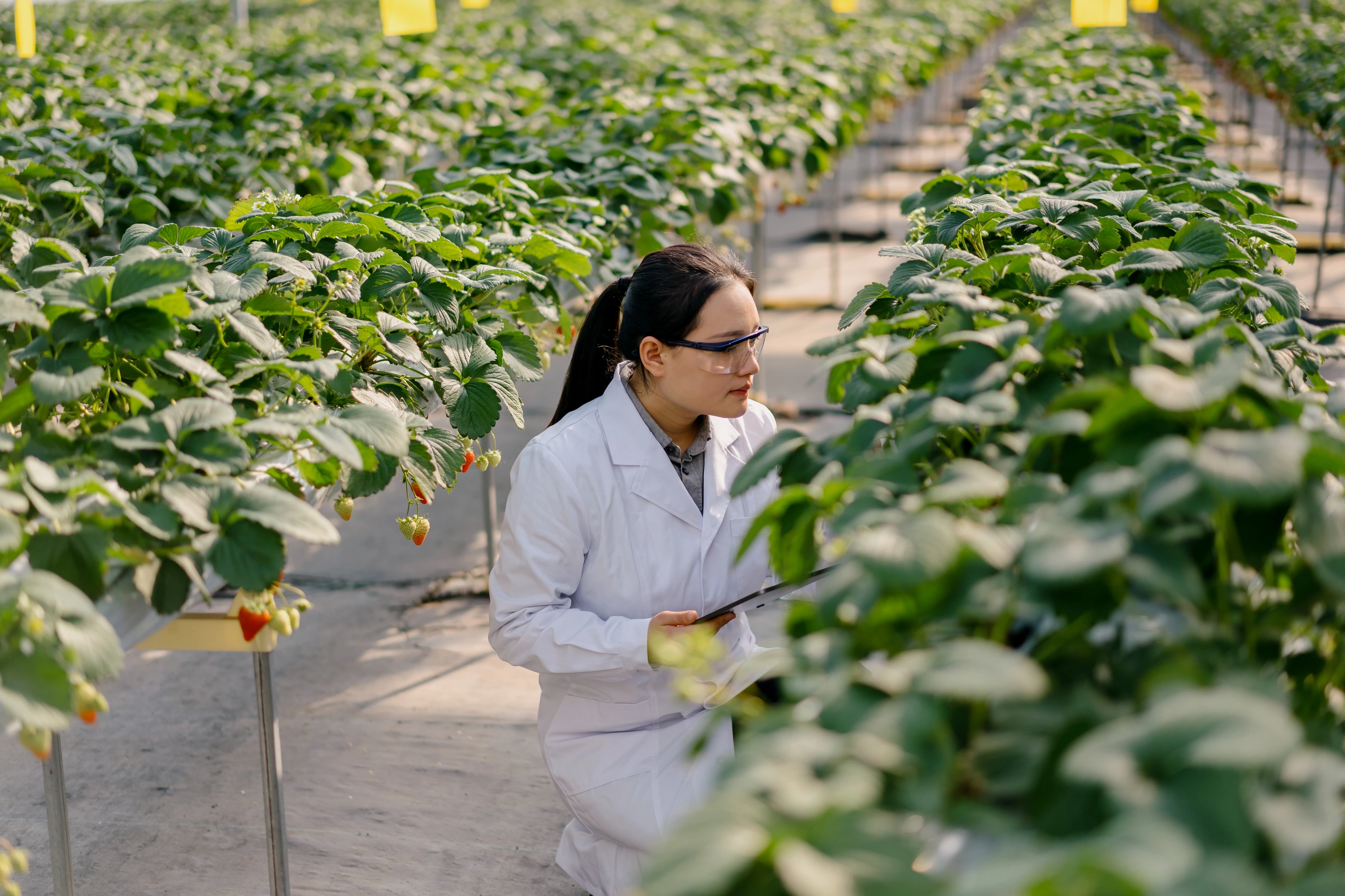 50-50 Agricultural Scientist working in greenhouse.