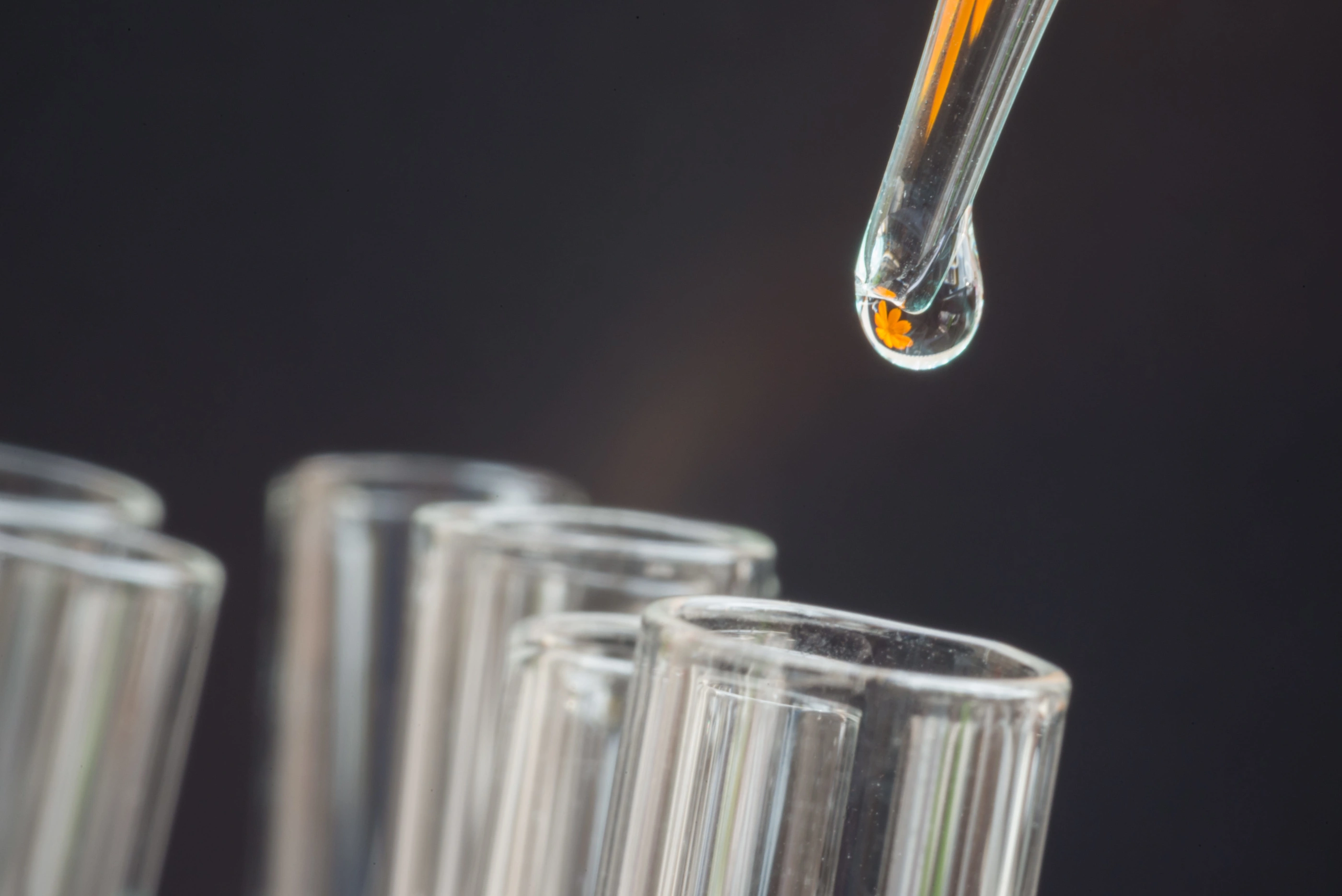 57553368 - reflection of sulfur cosmos flower in water drop on test tube