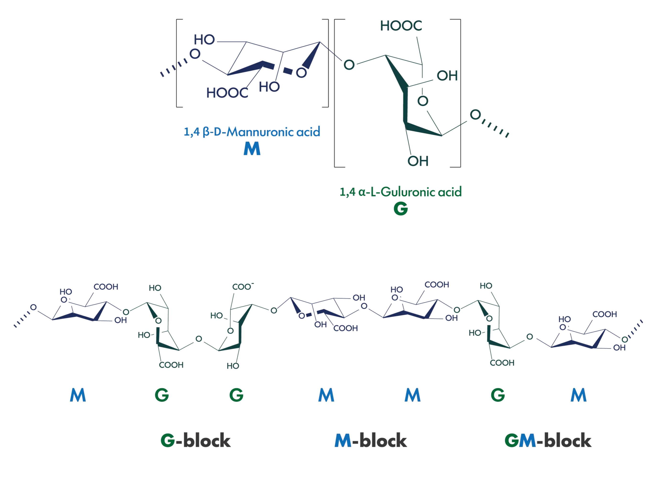 What Is Alginate Lyase?