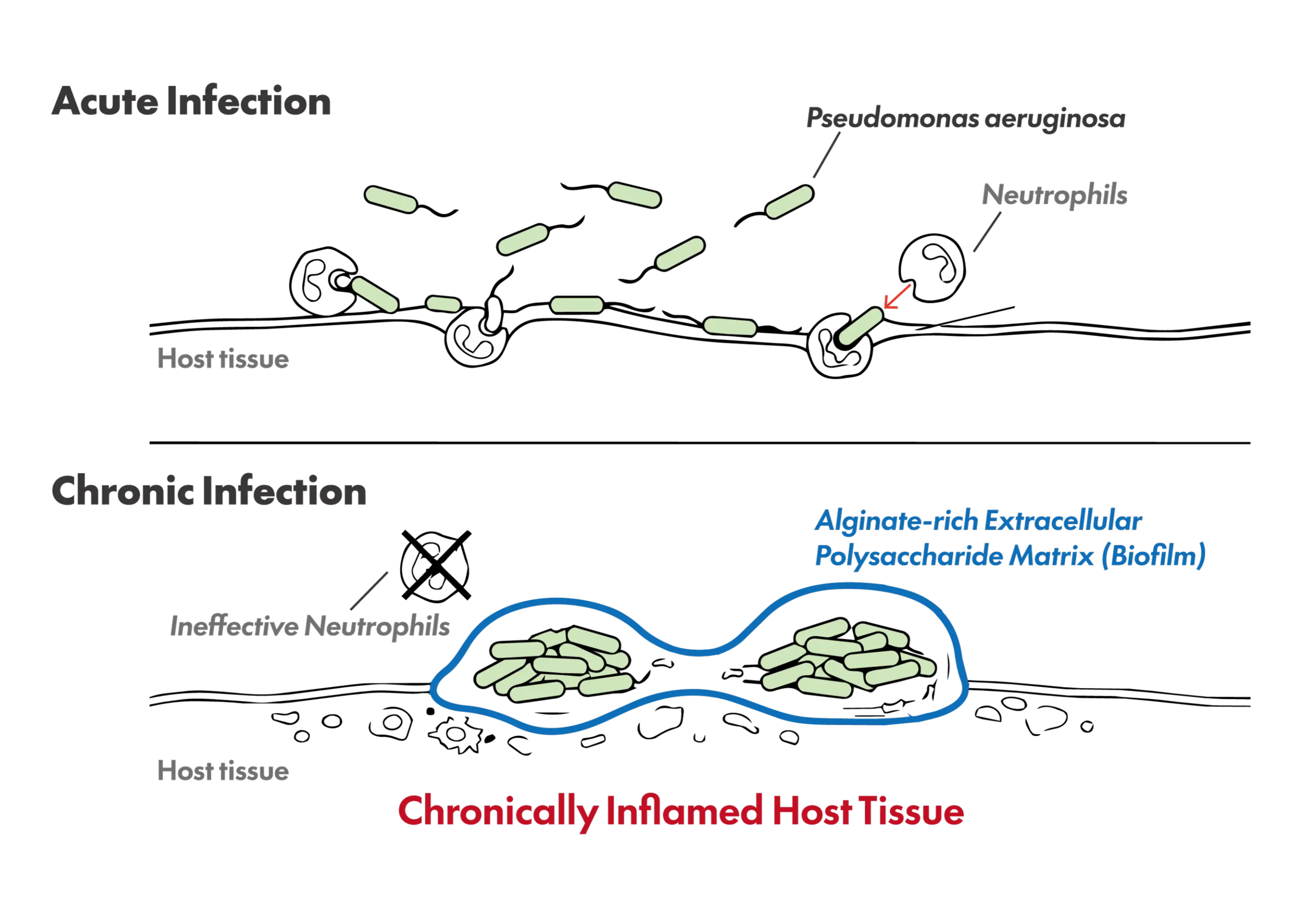 Infectious Disease and Biofilm Research