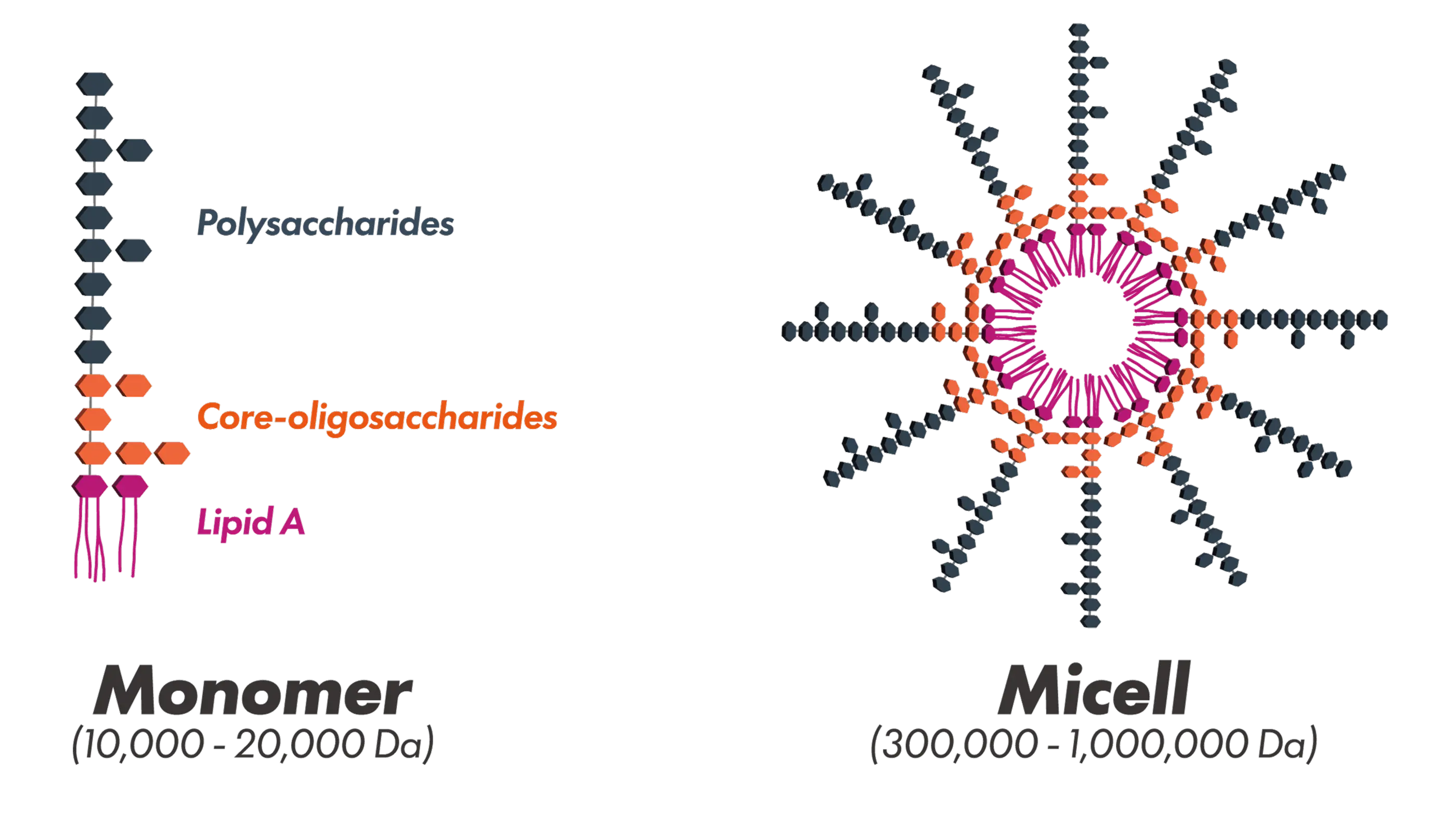 Pullulan Structures
