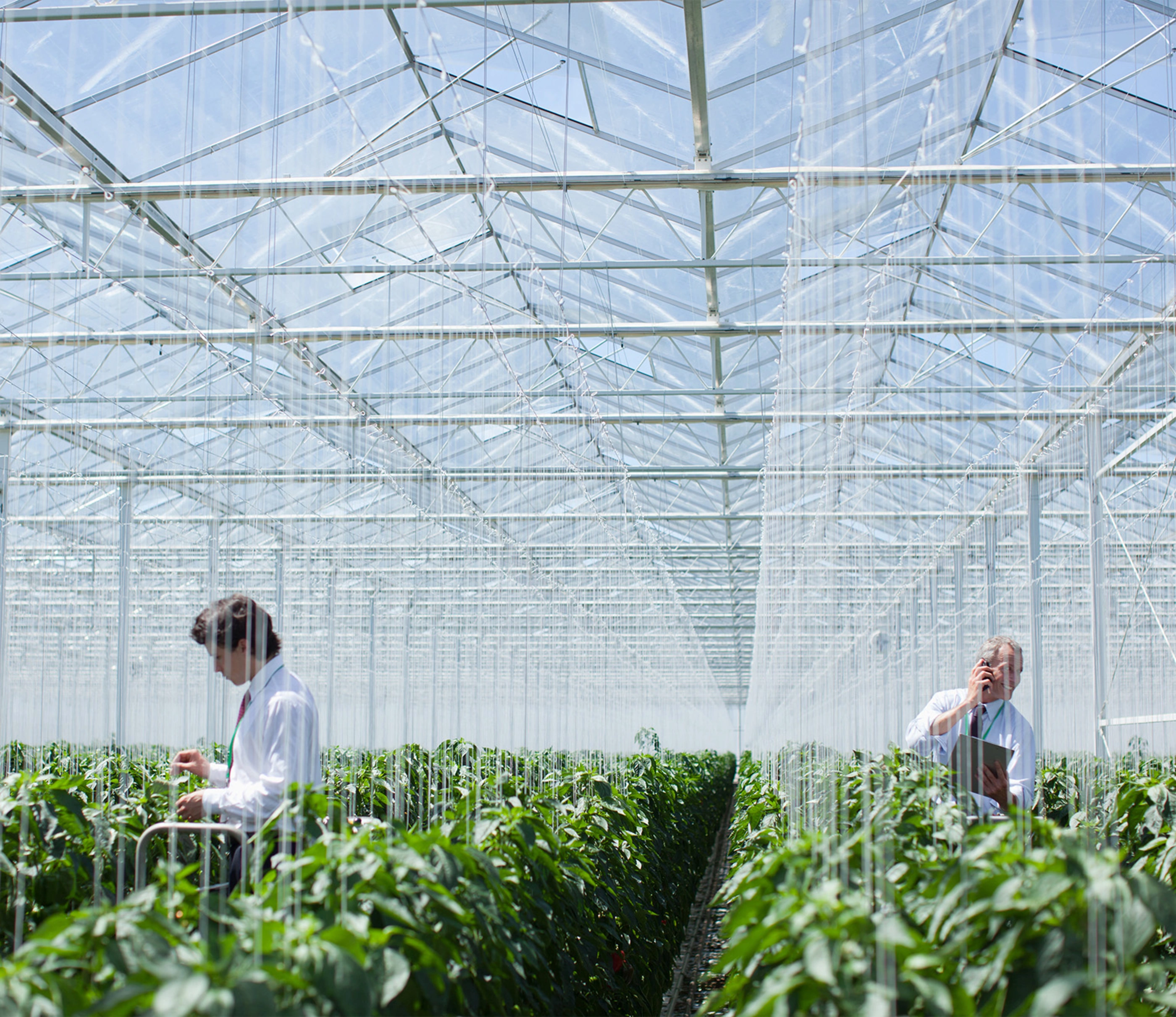 Scientists examining produce in greenhouse.