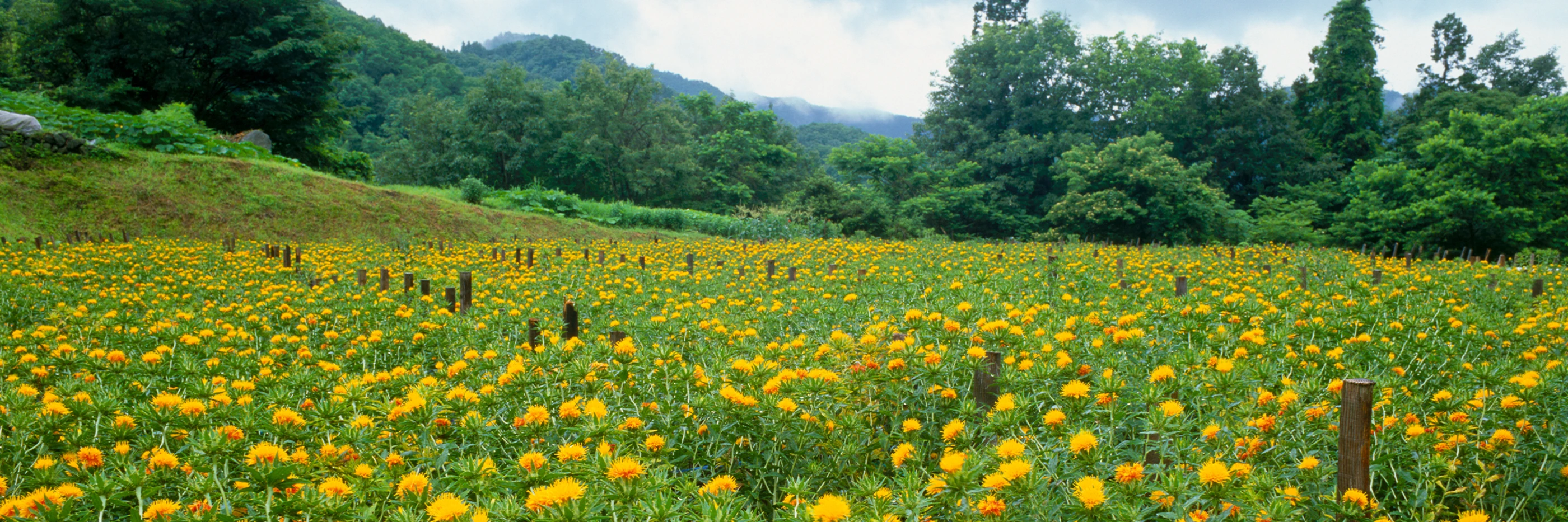 Safflower, Yamagata, Yamagata, Japan.