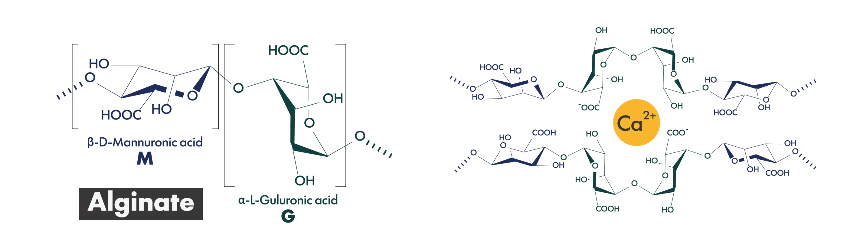 Sodium Alginate_02