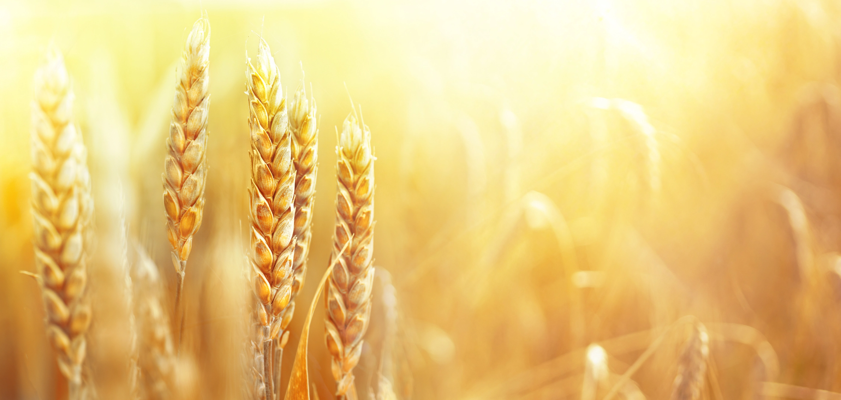 Golden ripe ears of wheat on nature in summer field at sunset rays of sunshine, close-up macro. Ultra wide format.; Shutterstock ID 1711888003; purchase_order: NFI web; job: 00; client: 00; other: 00