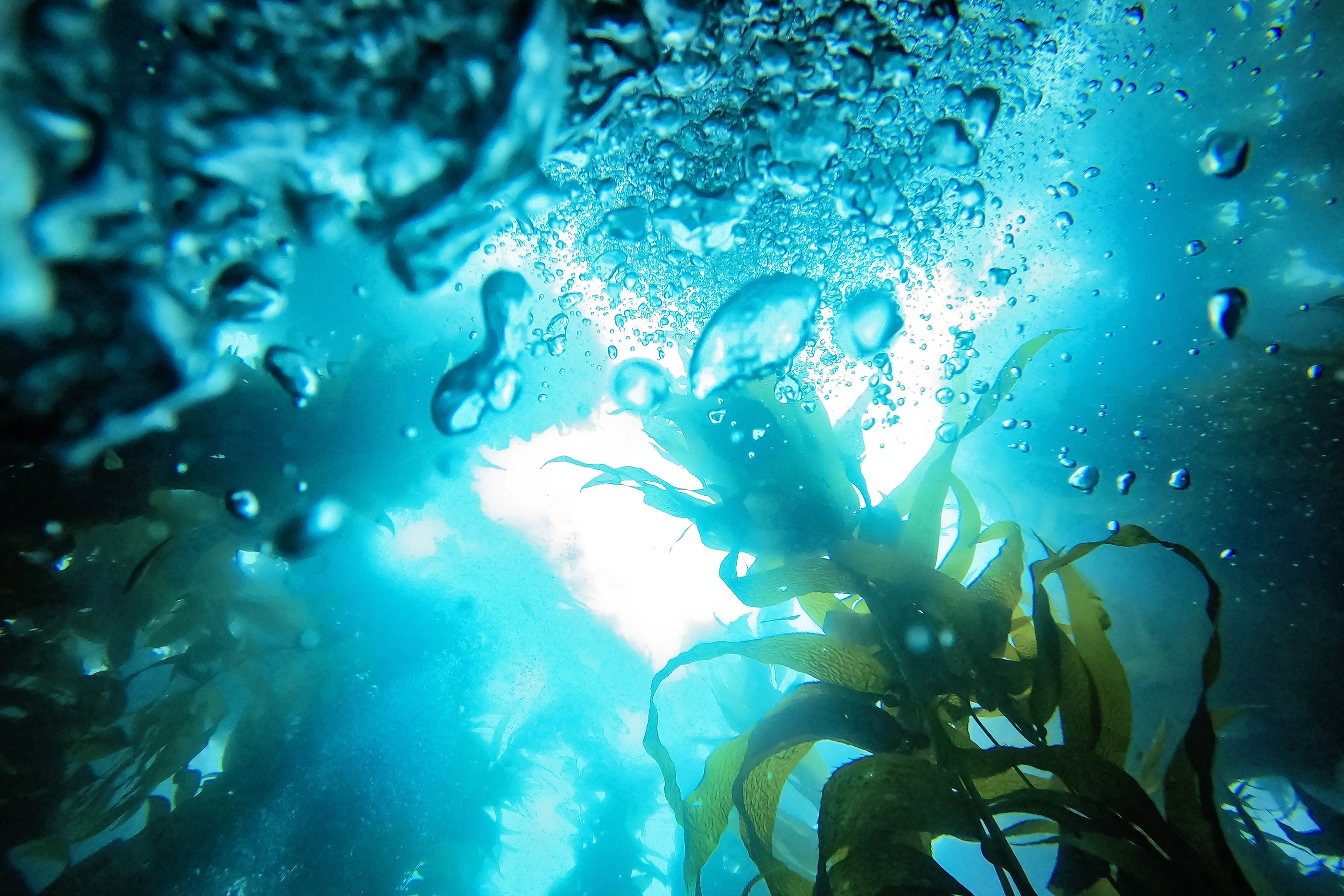 A view point from a scuba diver looking up towards the surface of the water as they come up, chasing the air bubbles as they breath out.
