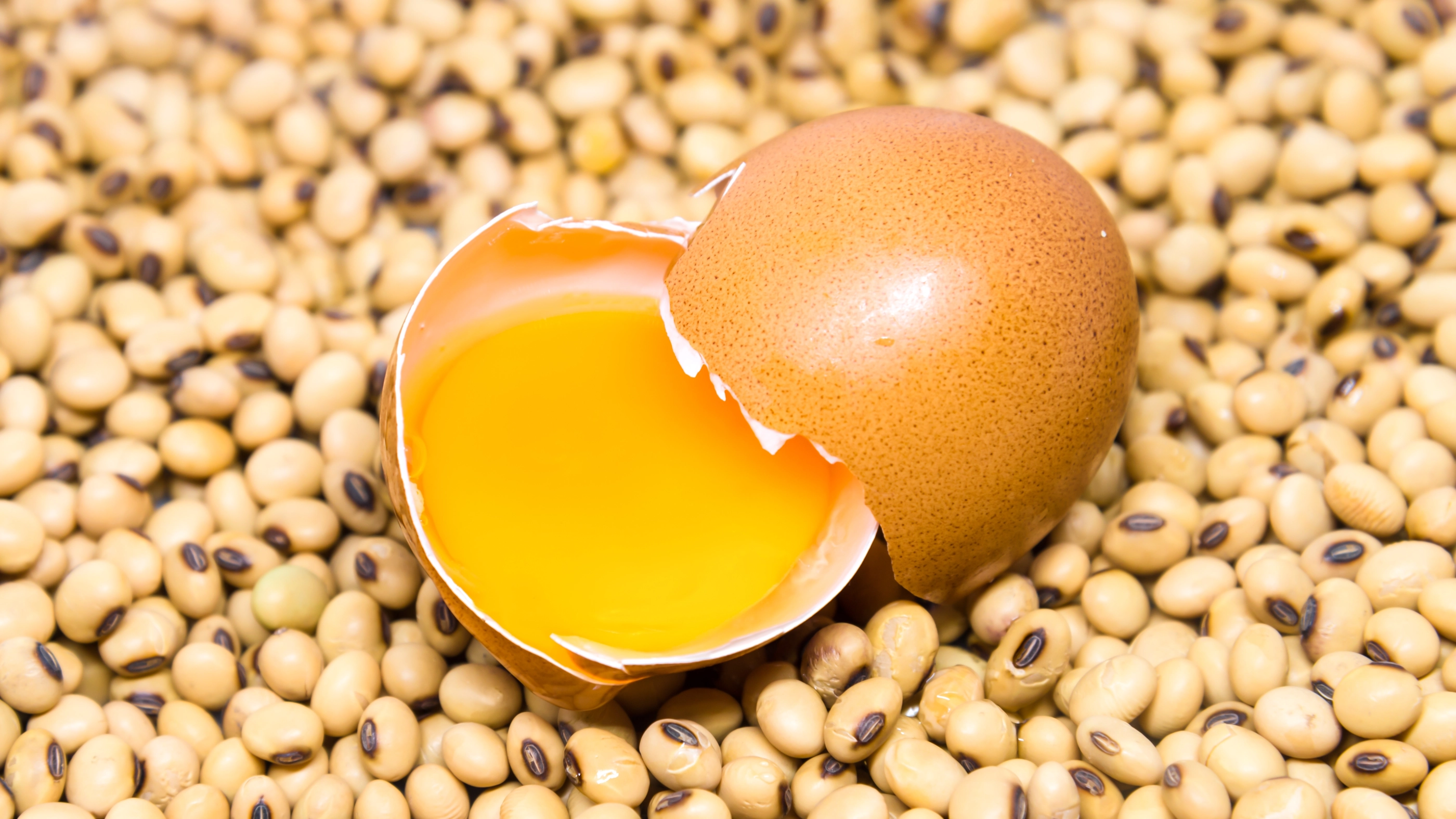 Hen Egg on soy beans focused on yolk background