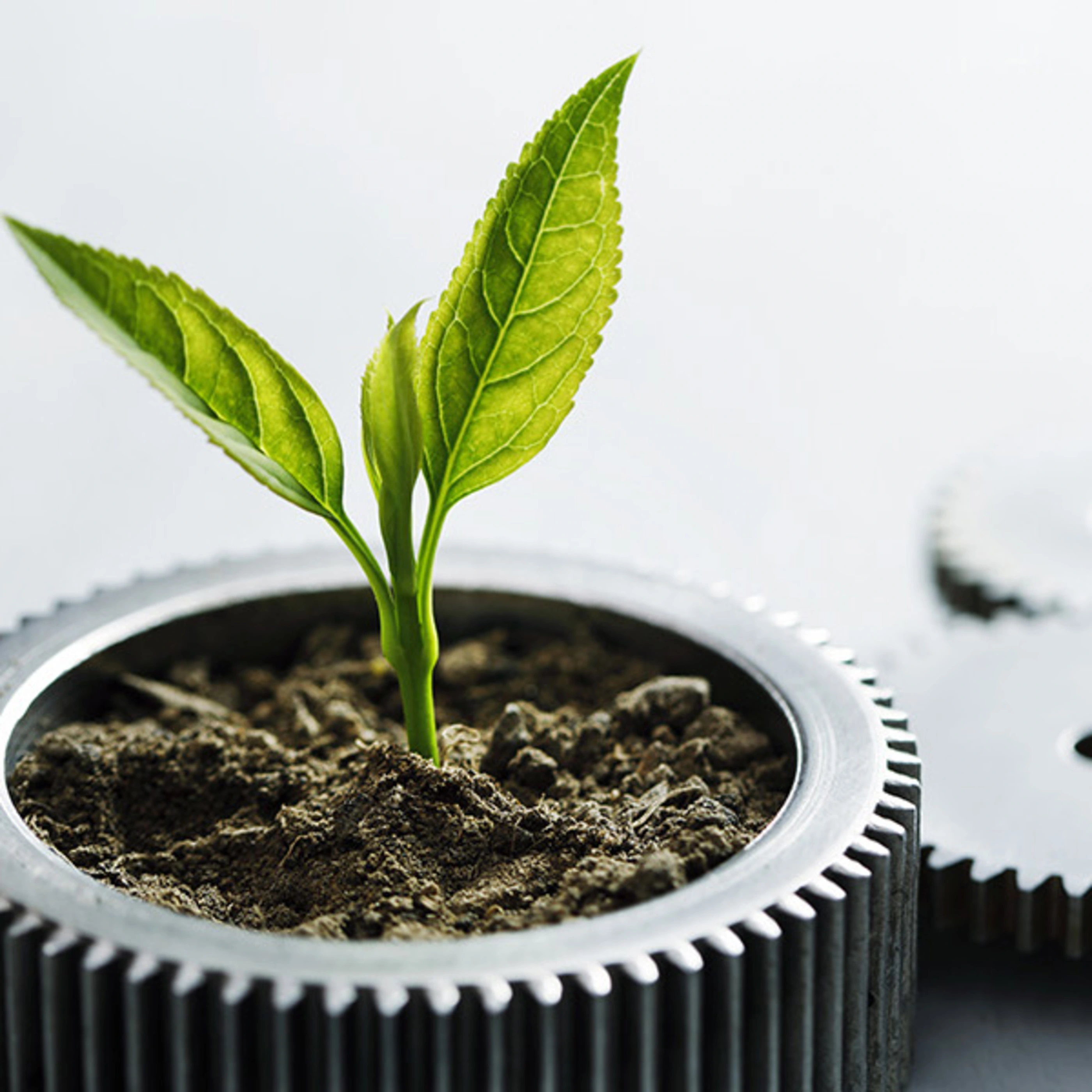Metal gears with little plant on white background.