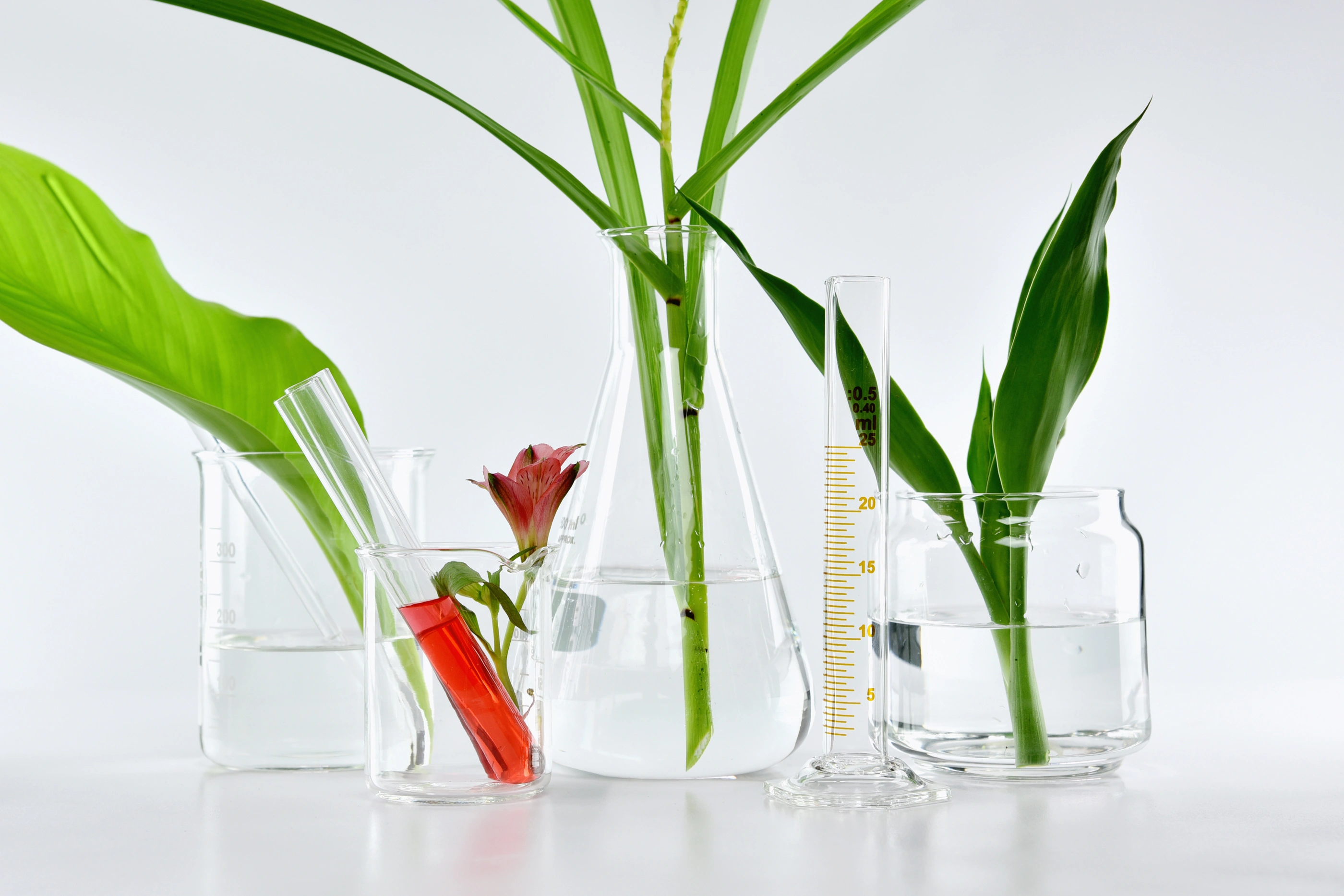 Natural organic botany and scientific glassware, Alternative herb medicine, Natural skin care beauty products, Research and development concept.