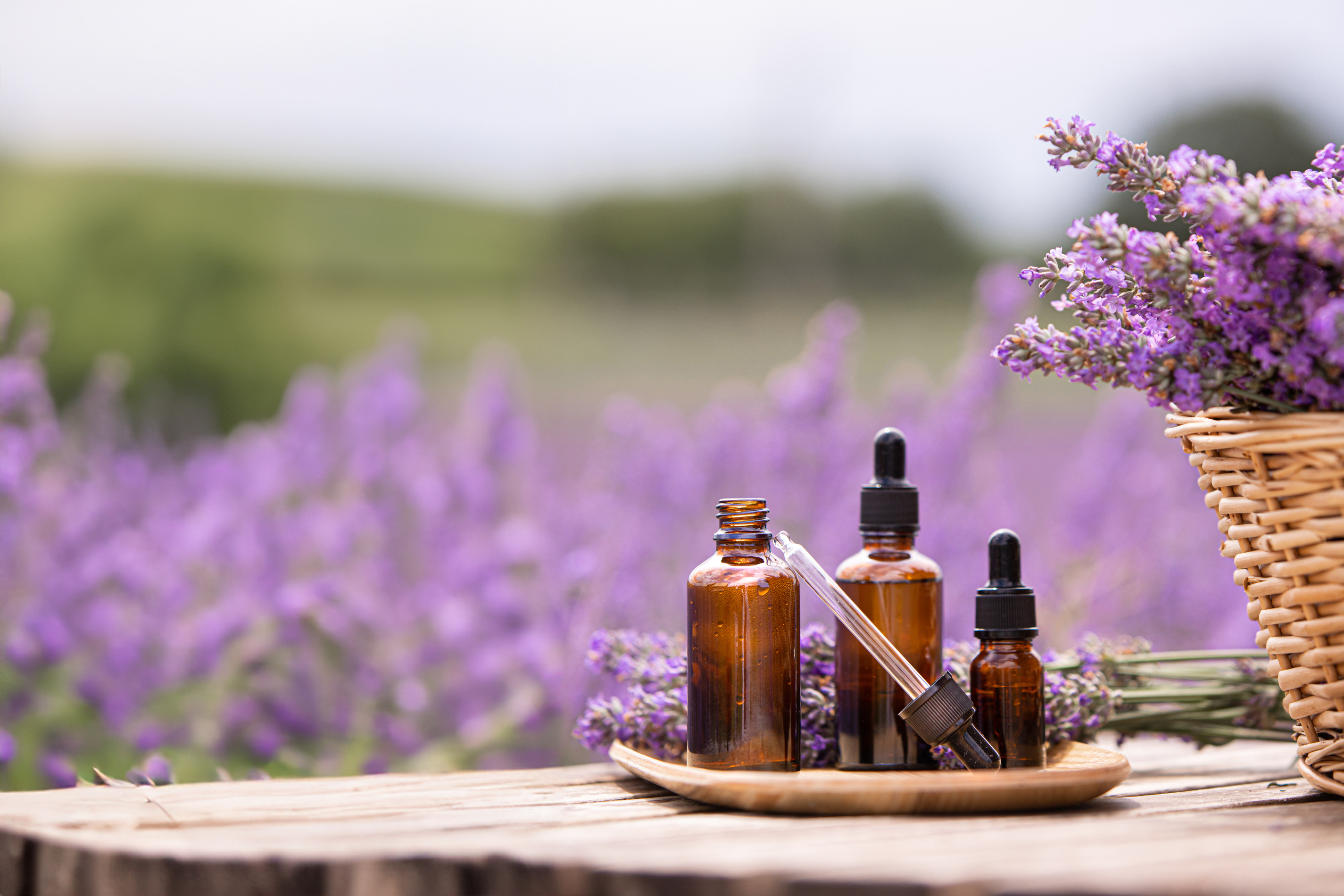 Amber essential lavender oil bottle. Violet lavendar field in Provence