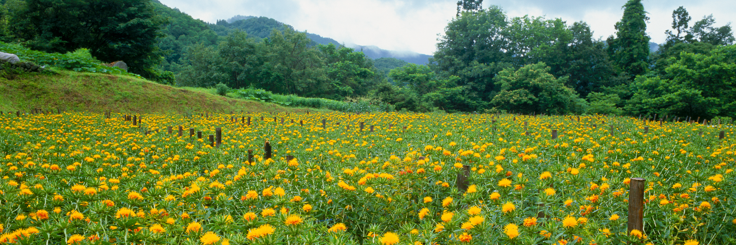 Highlight - Basic Policy Safflower, Yamagata, Yamagata, Japan.